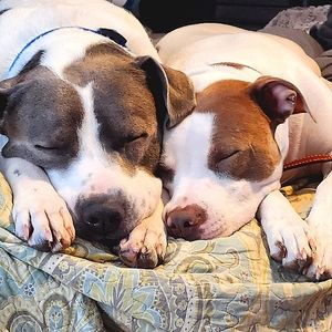 Meet your Posher, Bobetta